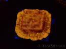 WYSIWYG - JF Leptoseris Sun God 3J7