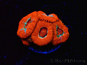 WYSIWYG - RAH Micromussa Lava Burst D2