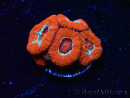 WYSIWYG - RAH Micromussa Lava Burst D2