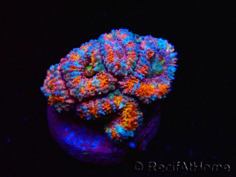WYSIWYG Micromussa lordhowensis (formerly Acanthastrea)