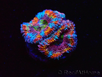 WYSIWYG Micromussa lordhowensis (antes Acanthastrea) 6K2