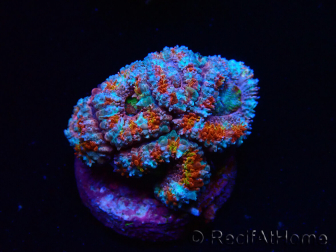 WYSIWYG Micromussa lordhowensis (ehemals Acanthastrea)