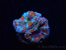 WYSIWYG Micromussa lordhowensis (antes Acanthastrea) 6K2