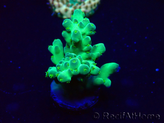WYSIWYG Acropora Mariculture acclimated LED