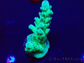 WYSIWYG Acropora Mariculture acclimated LED