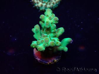 WYSIWYG Acropora Mariculture acclimated LED