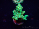 WYSIWYG Acropora Maricultuur geacclimatiseerd LED