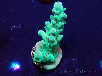WYSIWYG Acropora Mariculture acclimated LED