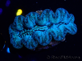  WYSIWYG Tridacna crocea D1 (5-6 cm)