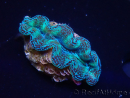 WYSIWYG Tridacna crocea D4 (5-6 cm)
