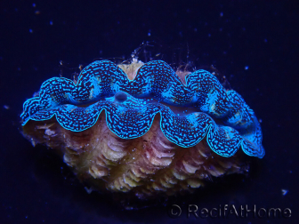 WYSIWYG Tridacna crocea D5 (5-6 cm)