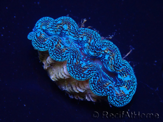 WYSIWYG Tridacna crocea D6 (5-6 cm)