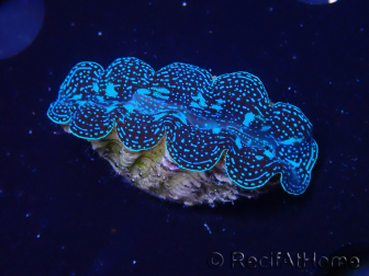 WYSIWYG Tridacna crocea D7 (5-6 cm)