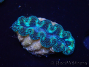 WYSIWYG Tridacna crocea D8(6-6.5 cm)