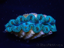 WYSIWYG Tridacna crocea D9(5-5.5 cm)