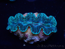 WYSIWYG Tridacna crocea