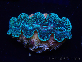 WYSIWYG Tridacna crocea