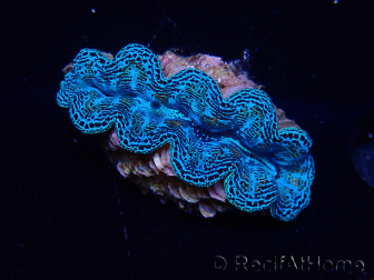 WYSIWYG Tridacna crocea
