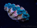 WYSIWYG Bénitiers Tridacna crocea E2