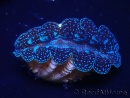 WYSIWYG Tridacna crocea Muscheln(4-5 cm)