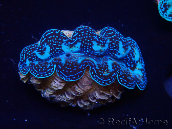 WYSIWYG Almejas Tridacna crocea(4,5 cm)