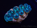 WYSIWYG Bénitiers Tridacna crocea
