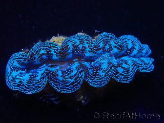 WYSIWYG Bénitiers Tridacna crocea