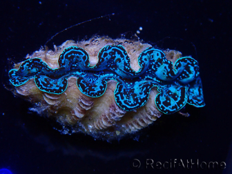 WYSIWYG Crocea Clams Tridacna crocea