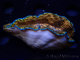 WYSIWYGTridacna derasa ULTRA A1 (9 cm)