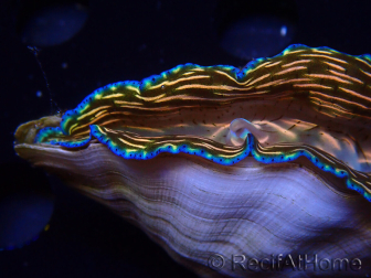 WYSIWYGTridacna derasa ULTRA A1 (9 cm)