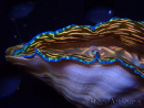 WYSIWYGTridacna derasa ULTRA A1 (9 cm)