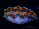 WYSIWYG Tridacna derasa ULTRAA2(9 cm)