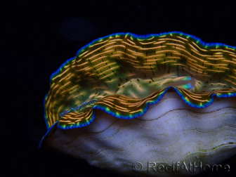 WYSIWYG Tridacna derasa ULTRA A4 (7.5 cm)