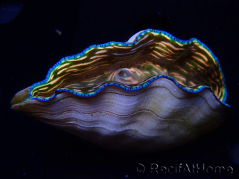 WYSIWYG Tridacna derasa ULTRA A5 (6.5 cm)
