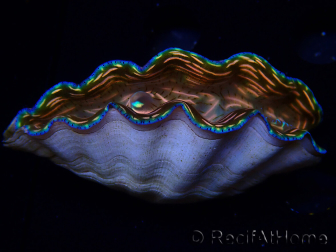 WYSIWYG Tridacna derasa ULTRA A6 (6 cm)