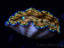 WYSIWYG Tridacna derasa ULTRA (7.5 cm)