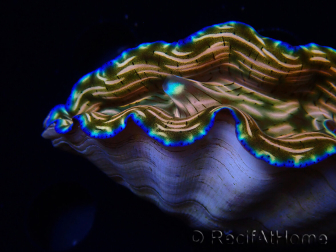 WYSIWYG Tridacna derasa ULTRA B1 (7.5 cm)