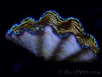 WYSIWYG Tridacna derasa ULTRA(7 cm)