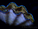 WYSIWYG Tridacna derasa ULTRA(7 cm)