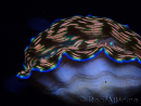 WYSIWYG Tridacna derasa ULTRA(7 cm)