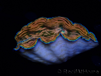 WYSIWYG Tridacna derasa ULTRA(6.5 cm)