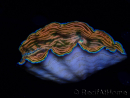 WYSIWYG Tridacna derasa ULTRA(6.5 cm)