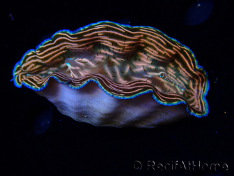 WYSIWYG Tridacna derasa ULTRA B6 (7 cm)