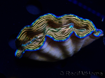 WYSIWYG Tridacna derasa ULTRA C1 (7 cm)