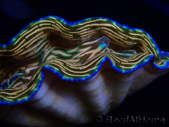 WYSIWYG Tridacna derasa ULTRA C1 (7 cm)