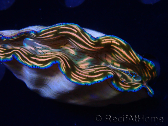 WYSIWYG Tridacna derasa ULTRA (7 cm)