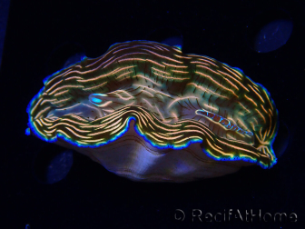 WYSIWYG Tridacna derasa ULTRA C6 (7 cm)