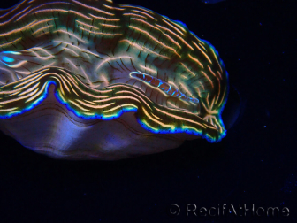 WYSIWYG Tridacna derasa ULTRA C6 (7 cm)