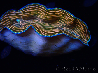 WYSIWYG Tridacna derasa ULTRA (7.5 cm)