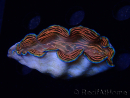 WYSIWYG Tridacna derasa ULTRA (6.5 cm)